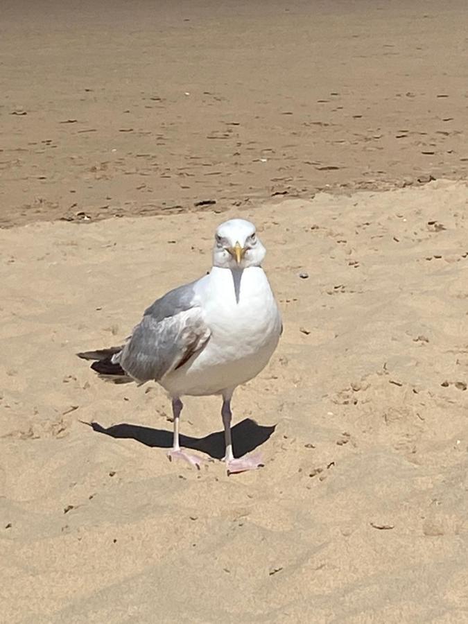 Camping De La Falaise A Equihen Plage Esterno foto